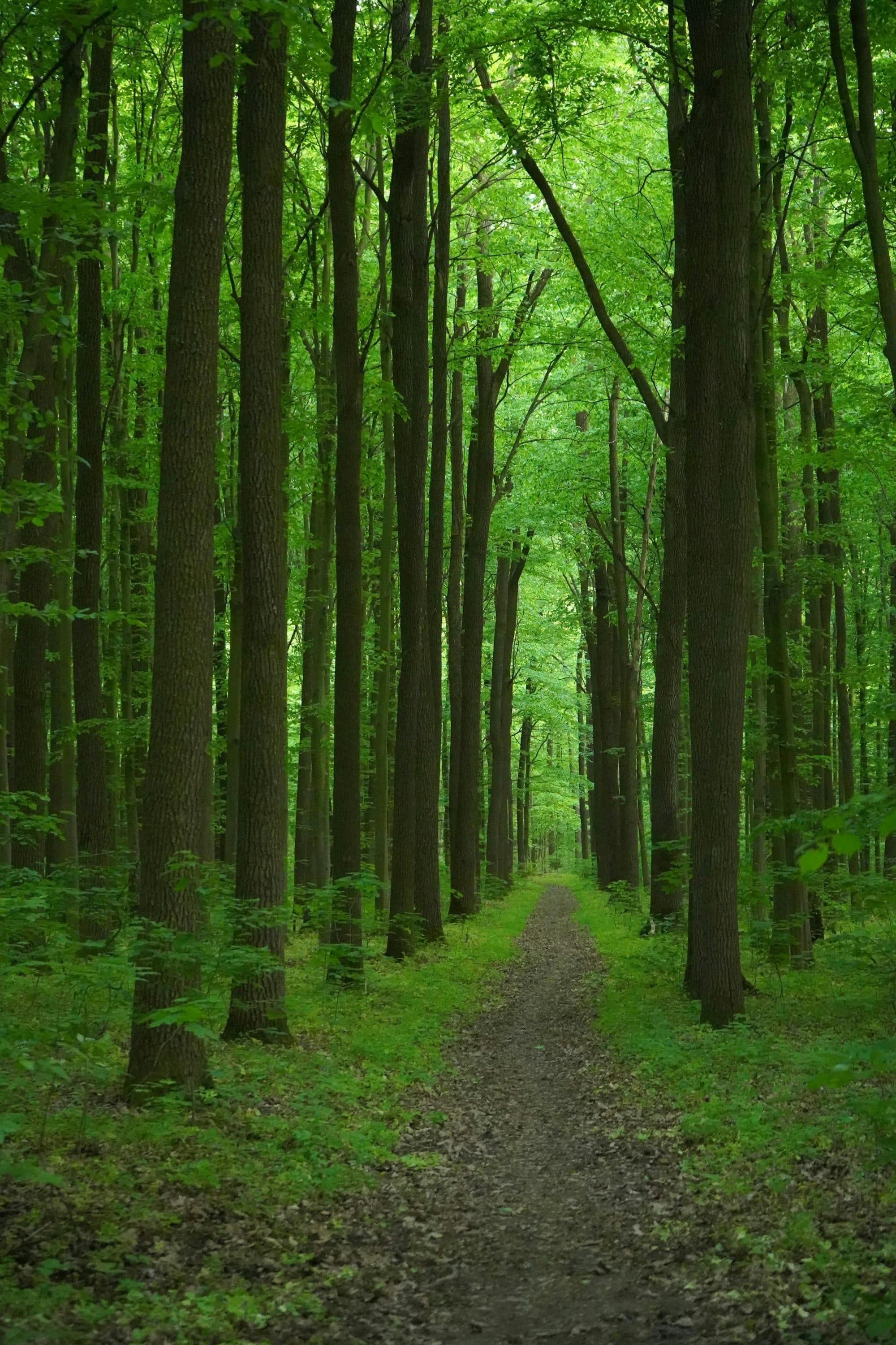 Sunlight through a forest path